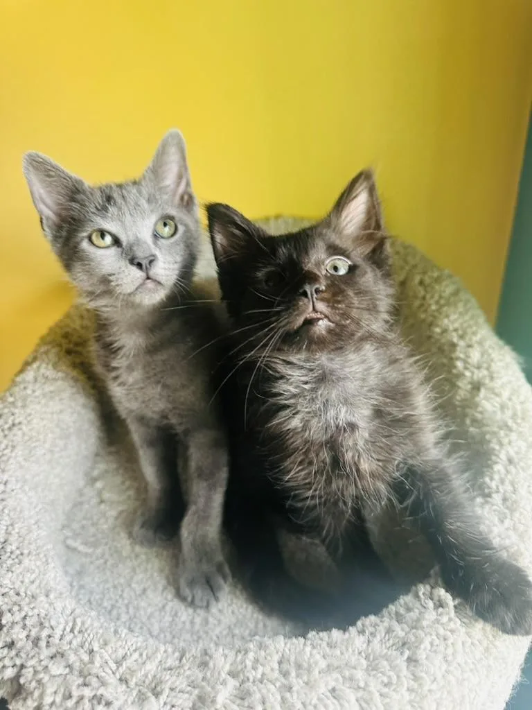 Gandalf the Grey and thumbnail 6