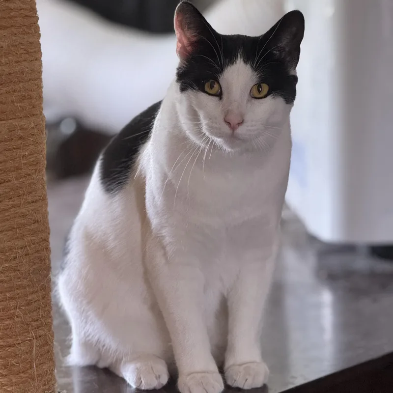 A young medium-sized male Black Domestic Short Hair cat named Merlot for adoption in Ellensburg, WA