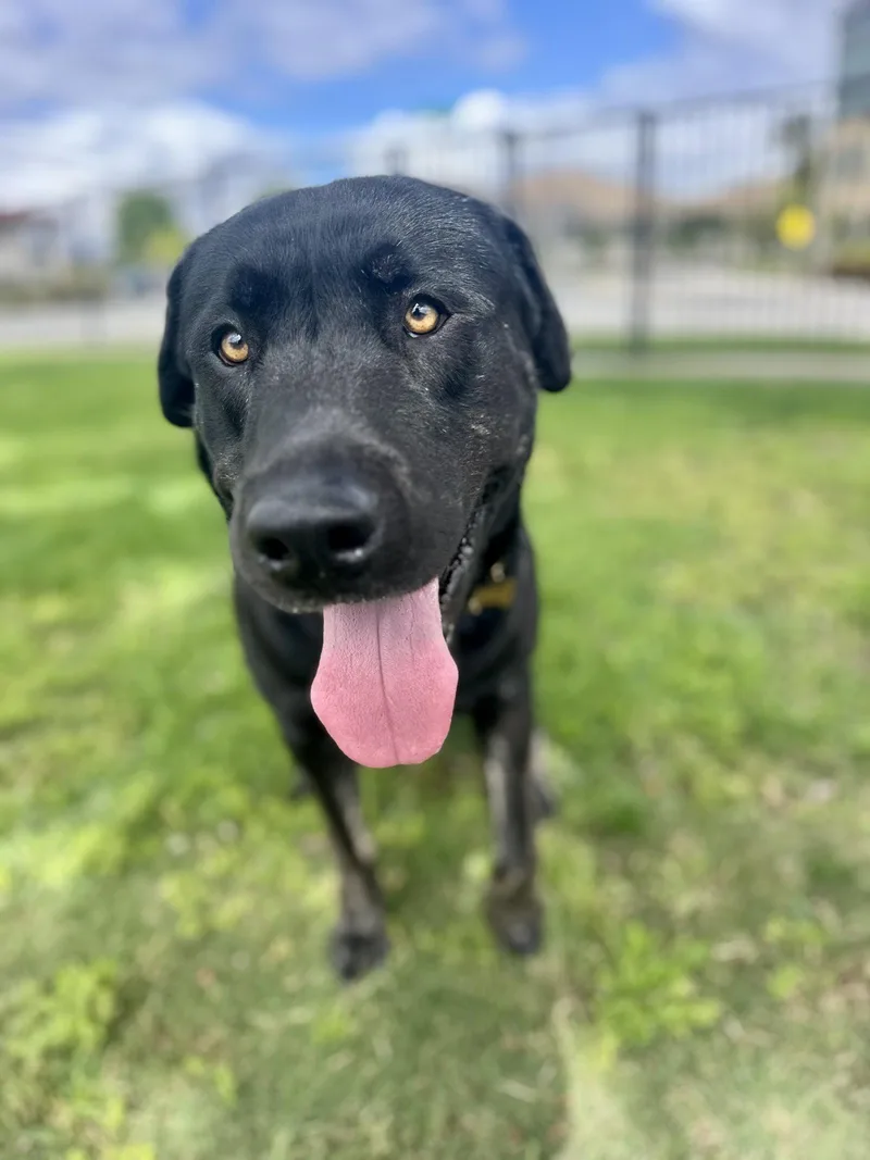 An adult large-sized male Labrador Retriever dog named Murphy for adoption in Roseville, CA