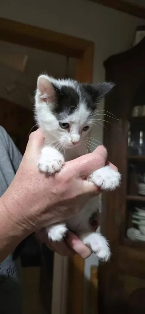 A baby small-sized male Black & White / Tuxedo Domestic Short Hair cat named Gru for adoption in Monterey, VA