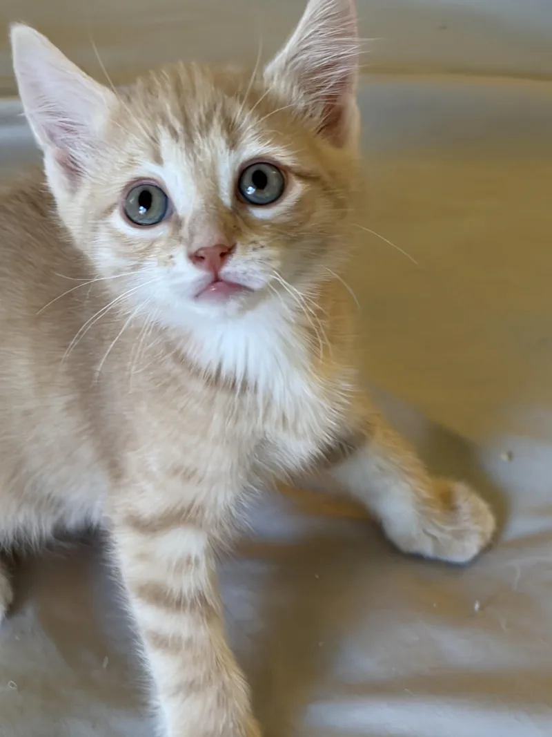 A baby medium-sized male Buff / Tan / Fawn Domestic Short Hair cat named Crayola for adoption in Haddon Heights, NJ