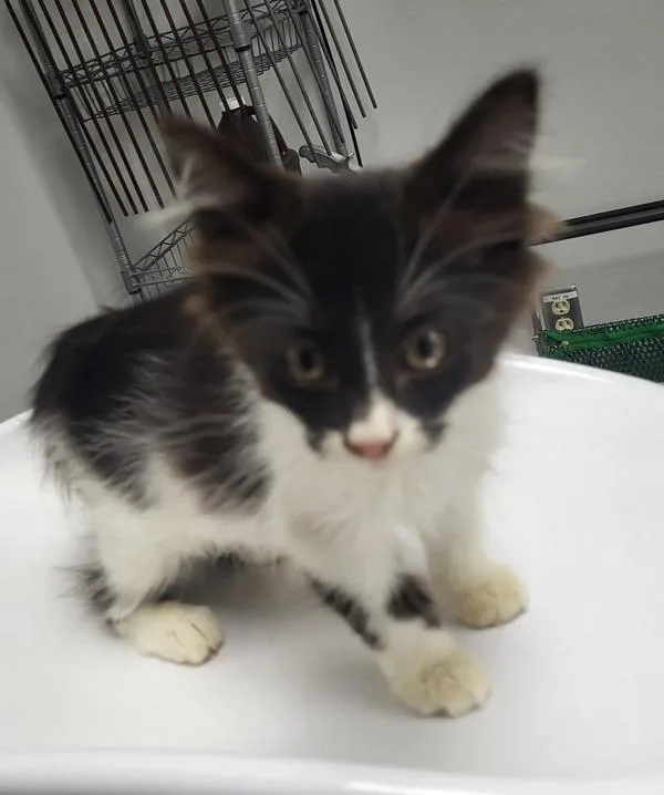 A baby small-sized female Domestic Medium Hair cat named If Wednesday for adoption in Lawrenceville, GA
