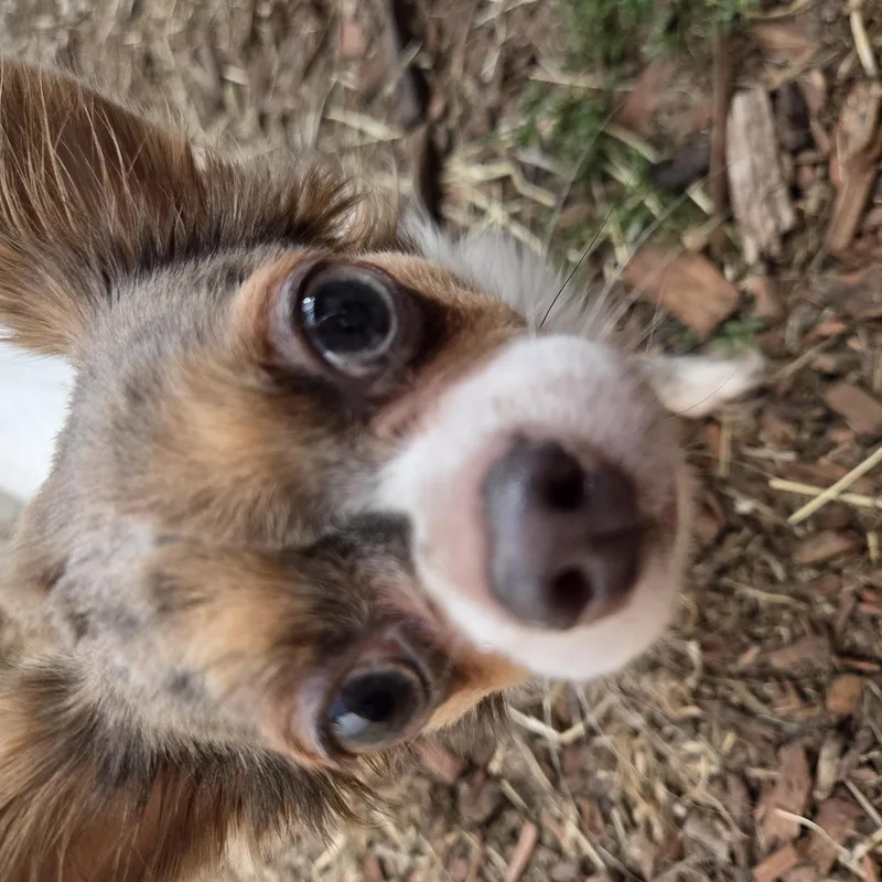 An adult small-sized female Tricolor (Brown, Black, & White) Chihuahua dog named Stacy's Mom for adoption in Brookings, SD