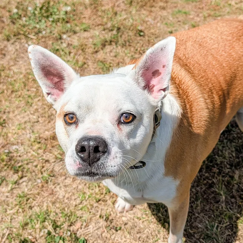 An adult large-sized male Red / Chestnut / Orange Bulldog dog named Charley for adoption in Lancaster, SC