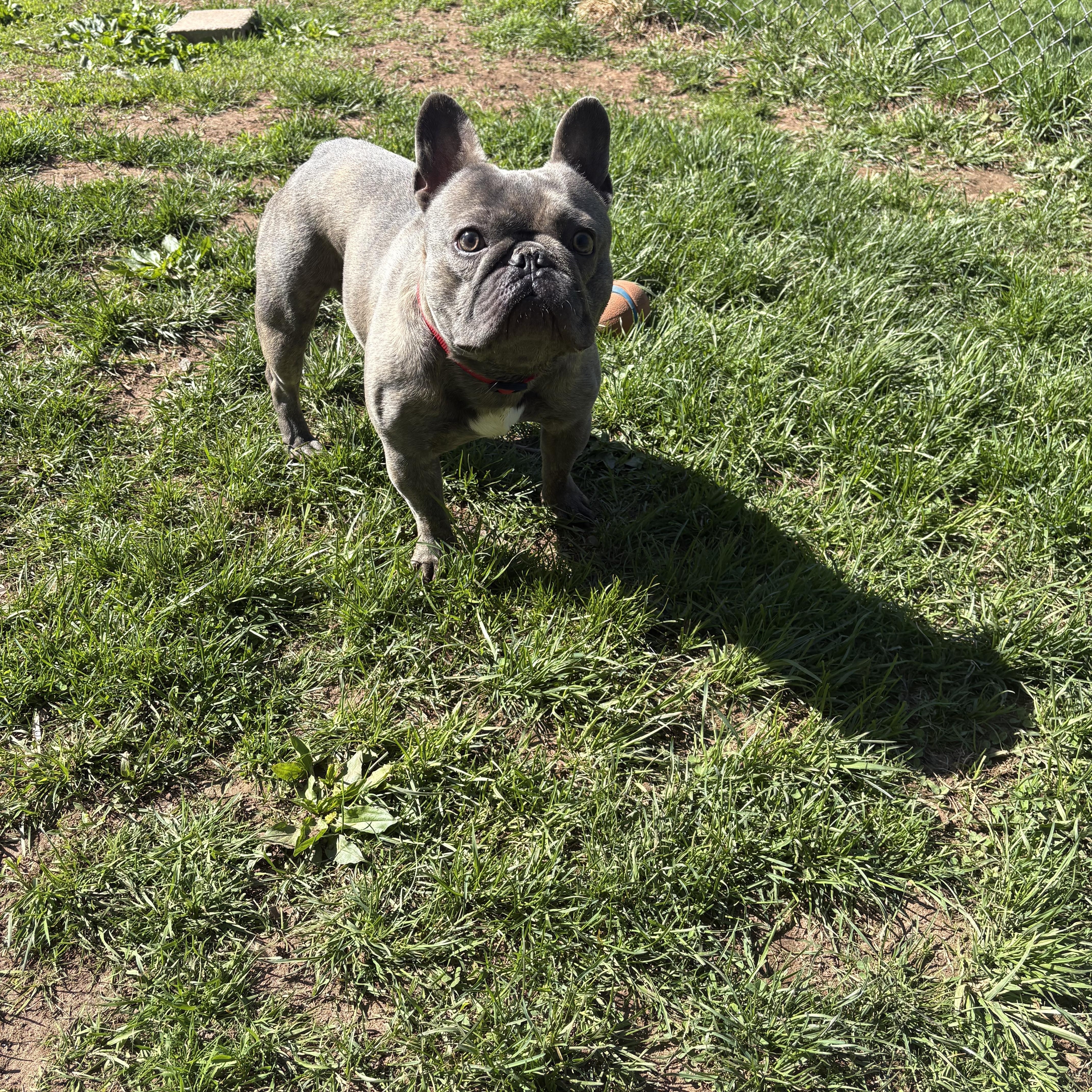 A young small-sized male Brindle French Bulldog dog named Airhead for adoption in North Haven, CT