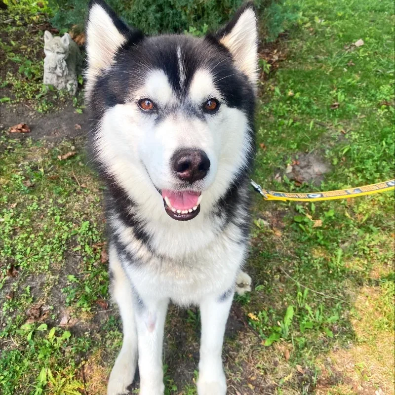 An adult medium-sized male Black Mixed Breed dog named Gizmo for adoption in Oshkosh, WI