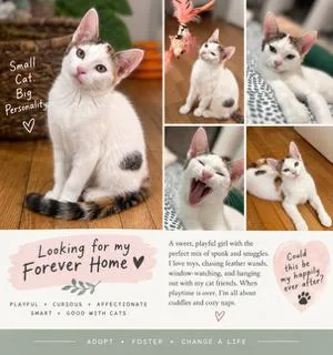 A baby small-sized female Domestic Short Hair cat named Vega for adoption in Miami, FL