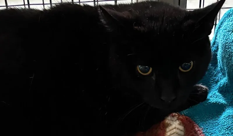 A young large-sized male Domestic Short Hair cat named Billy Bob for adoption in Elizabethton, TN