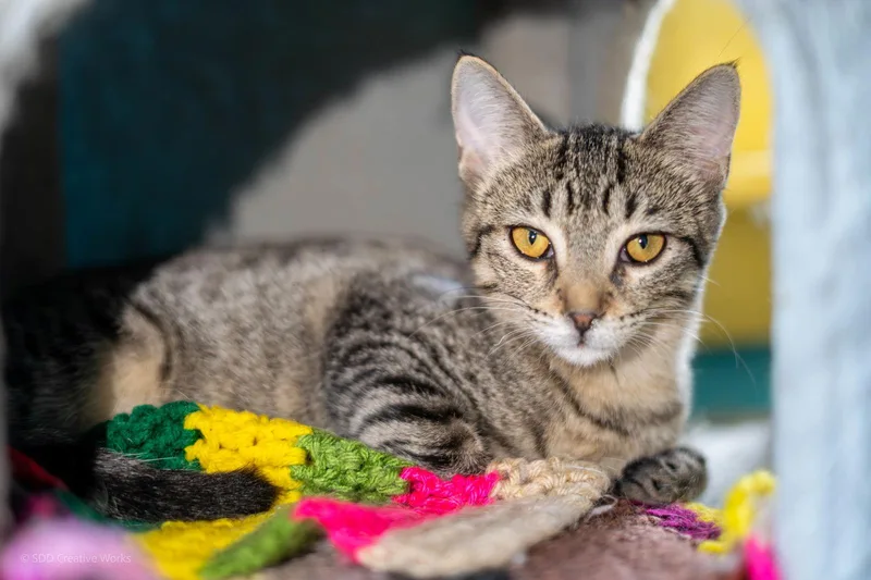 A young medium-sized female Domestic Short Hair cat named Birdie for adoption in Maywood, IL