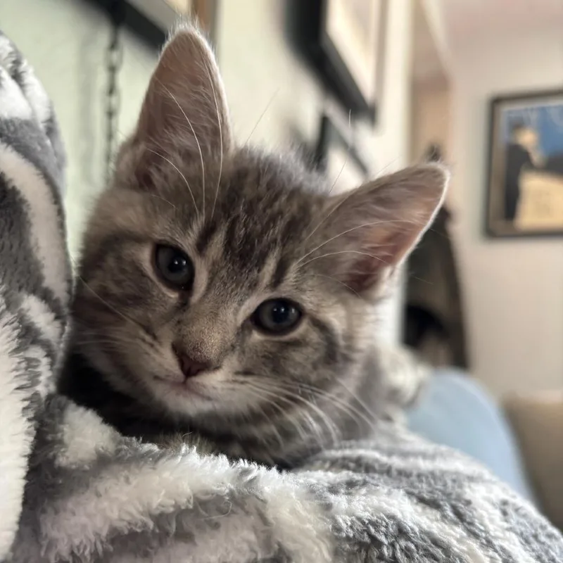 A baby small-sized male Gray / Blue / Silver American Shorthair cat named Stanley for adoption in Pittsburgh, PA