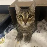 An adult large-sized male Tabby (Brown / Chocolate) Domestic Short Hair cat named Lyle for adoption in Hilliard, OH