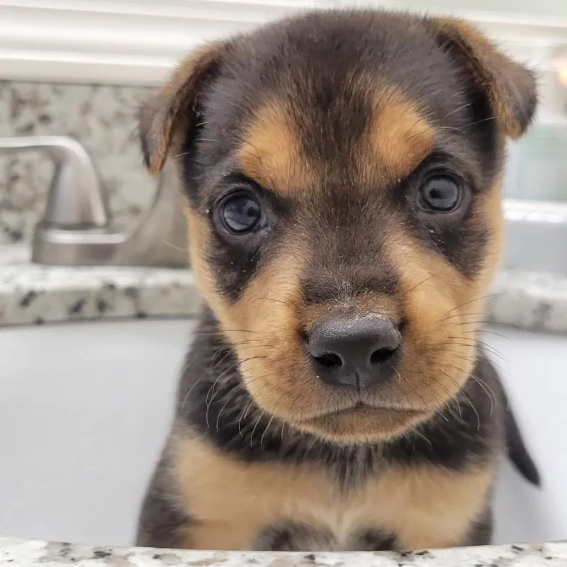 A baby small-sized male Black Rottweiler dog named Fletcher for adoption in Houston, TX