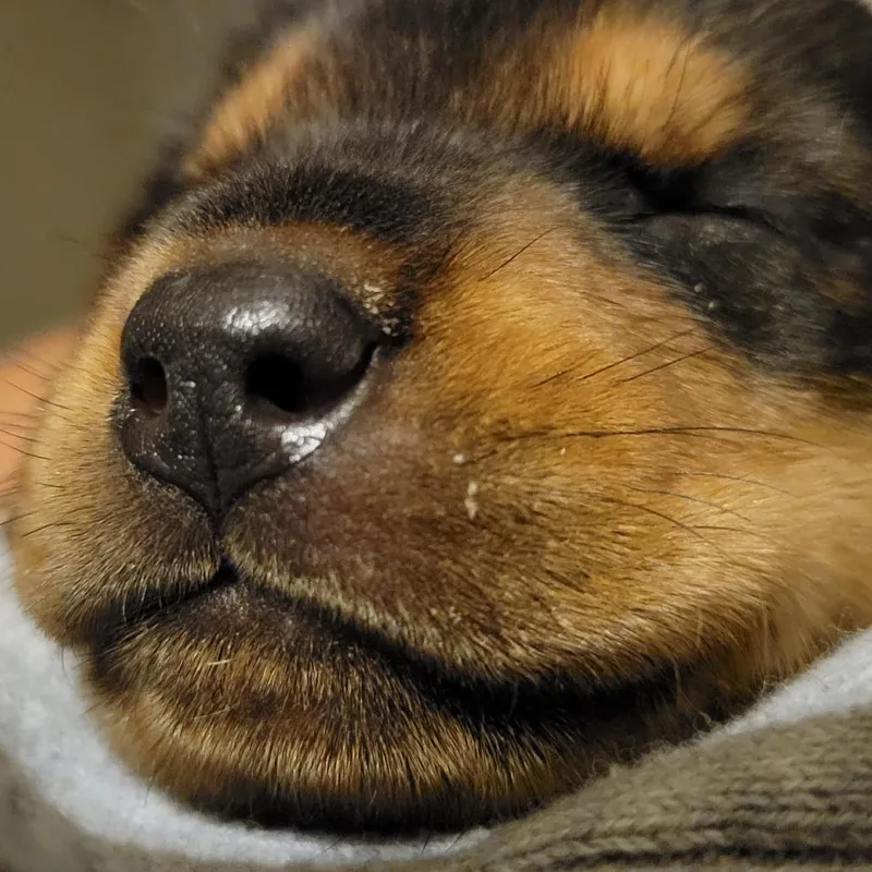 Fletcher thumbnail 6