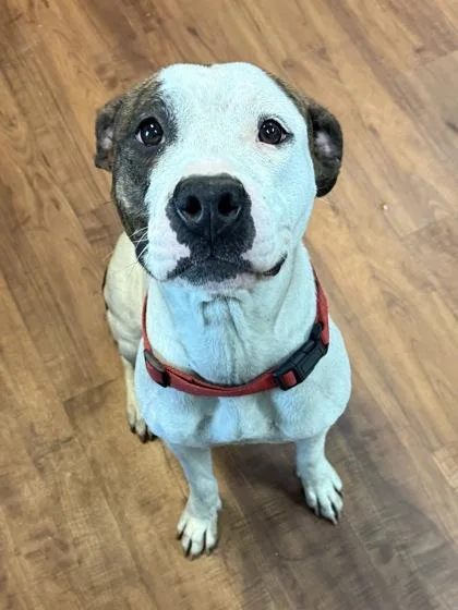 An adult large-sized female Mixed Breed dog named Oakley for adoption in Savannah, GA