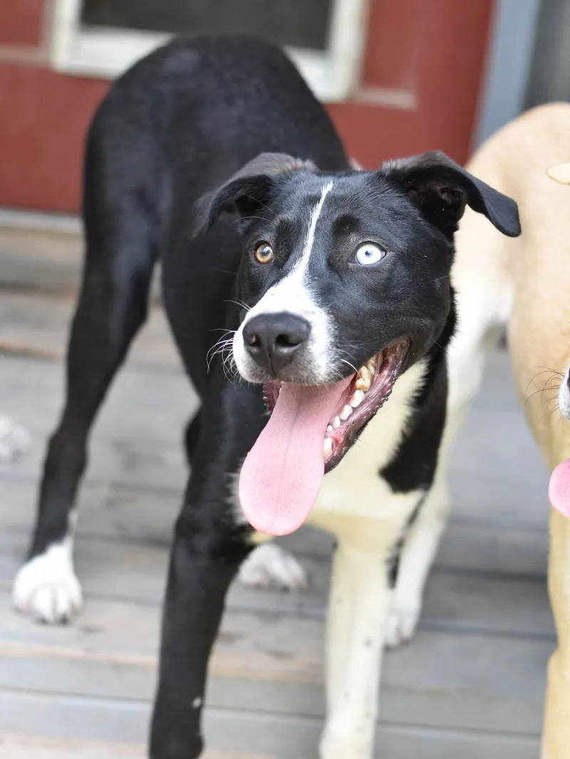 Olaf thumbnail 4