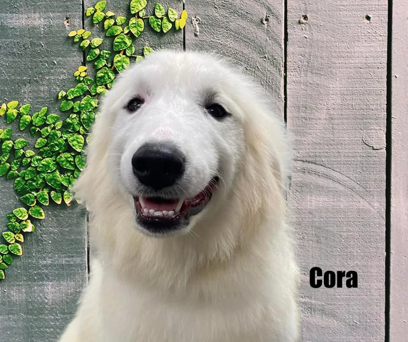 Cora thumbnail 3