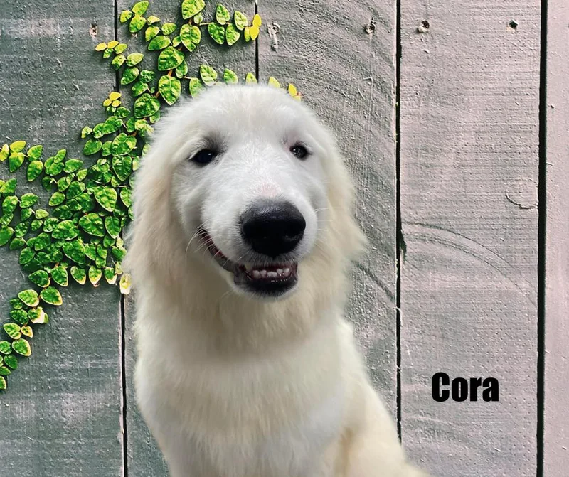 Cora thumbnail 5