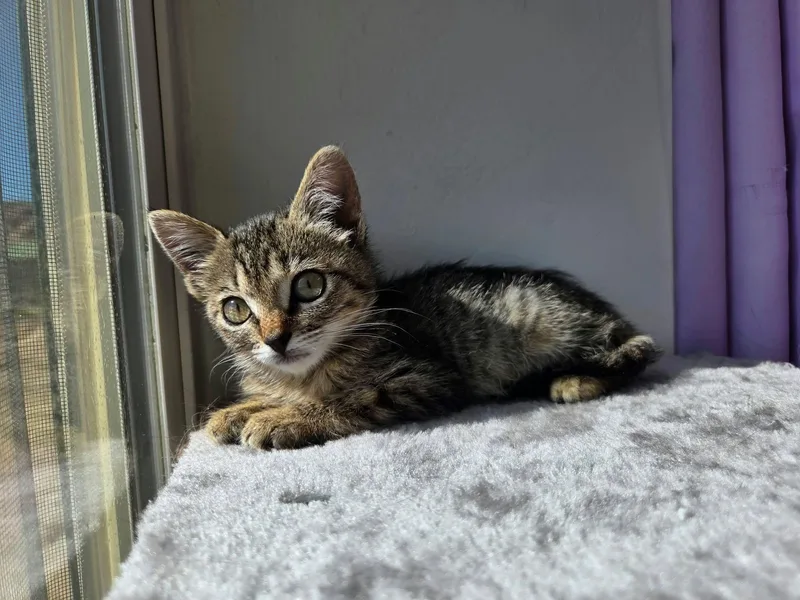 A young medium-sized male Tabby (Buff / Tan / Fawn) Domestic Short Hair cat named Lock for adoption in Roosevelt, UT