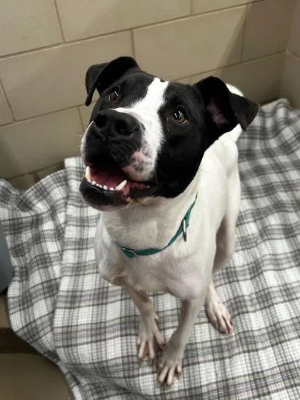 A young small-sized male Terrier dog named Socks for adoption in Knoxville, TN