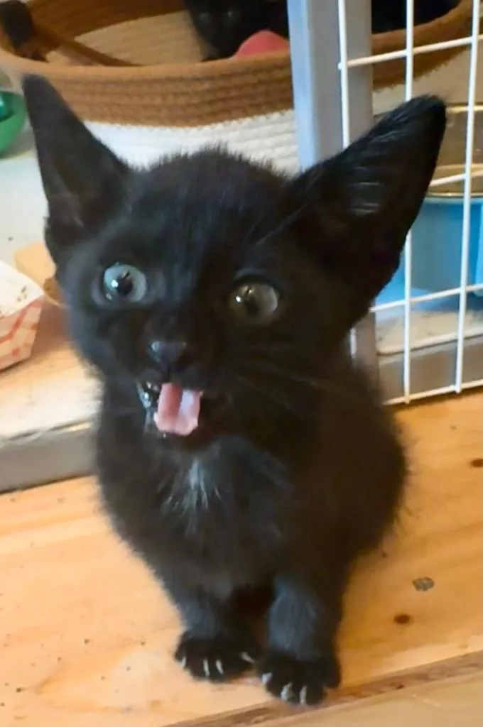 A baby small-sized female Domestic Short Hair cat named Bambolina for adoption in Ewing, NJ