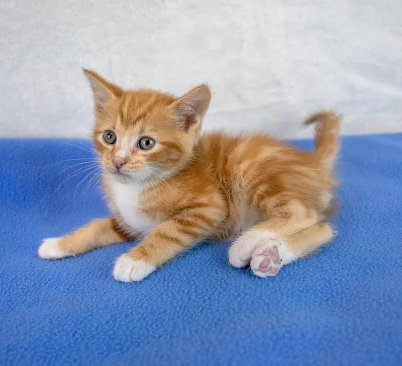 A baby medium-sized male Domestic Short Hair cat named Puck for adoption in Kennesaw, GA