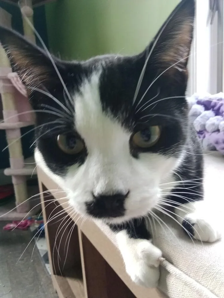 Charlie Chaplin thumbnail 2