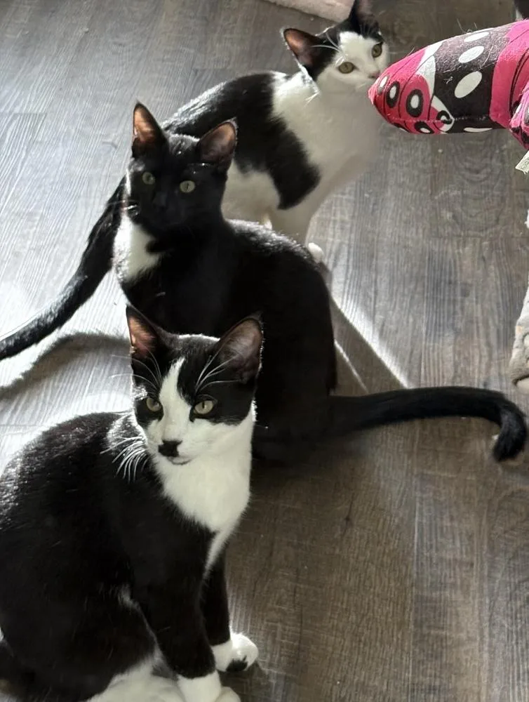 Charlie Chaplin thumbnail 5