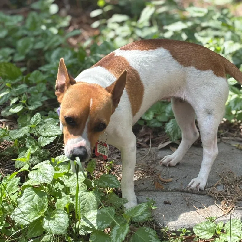 An adult small-sized female Brown / Chocolate Jack Russell Terrier dog named Silvia for adoption in Wake Forest, NC