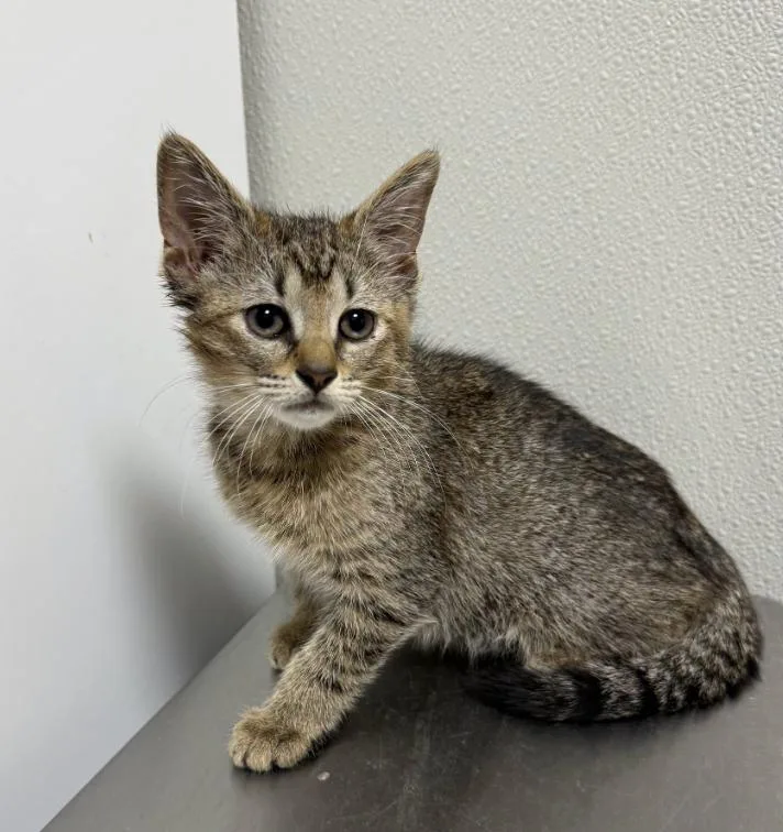 A baby medium-sized female Tabby (Brown / Chocolate) Tabby cat named Chevy for adoption in Hornell, NY