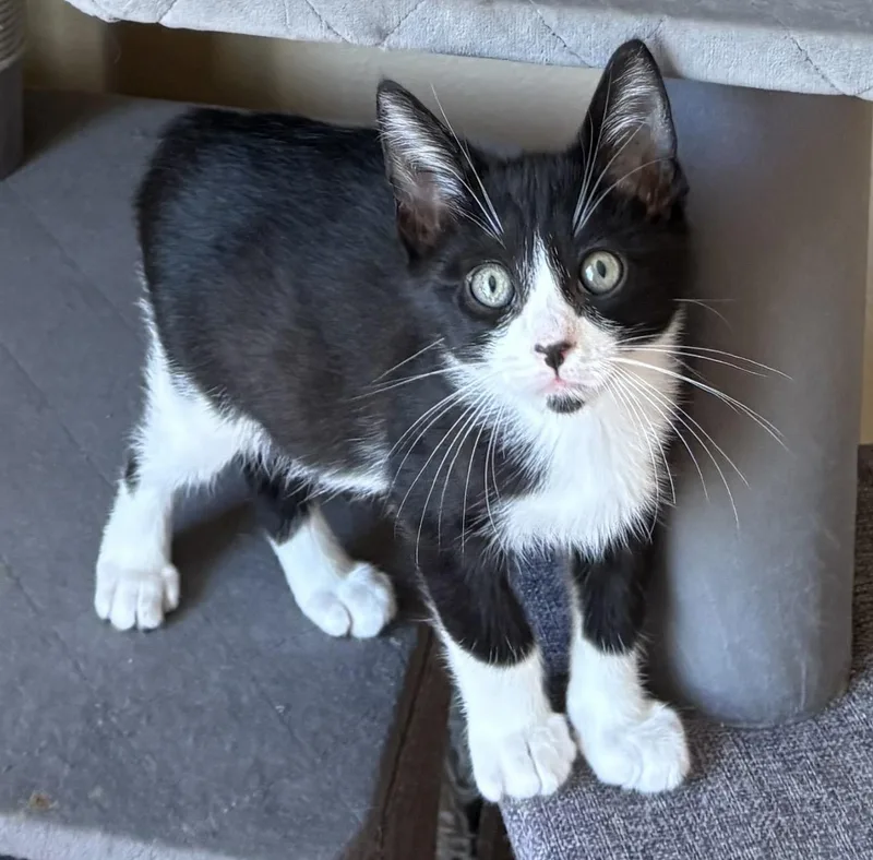 A baby medium-sized male Black & White / Tuxedo Domestic Short Hair cat named Pugsley Indoor Only for adoption in Stockton, CA