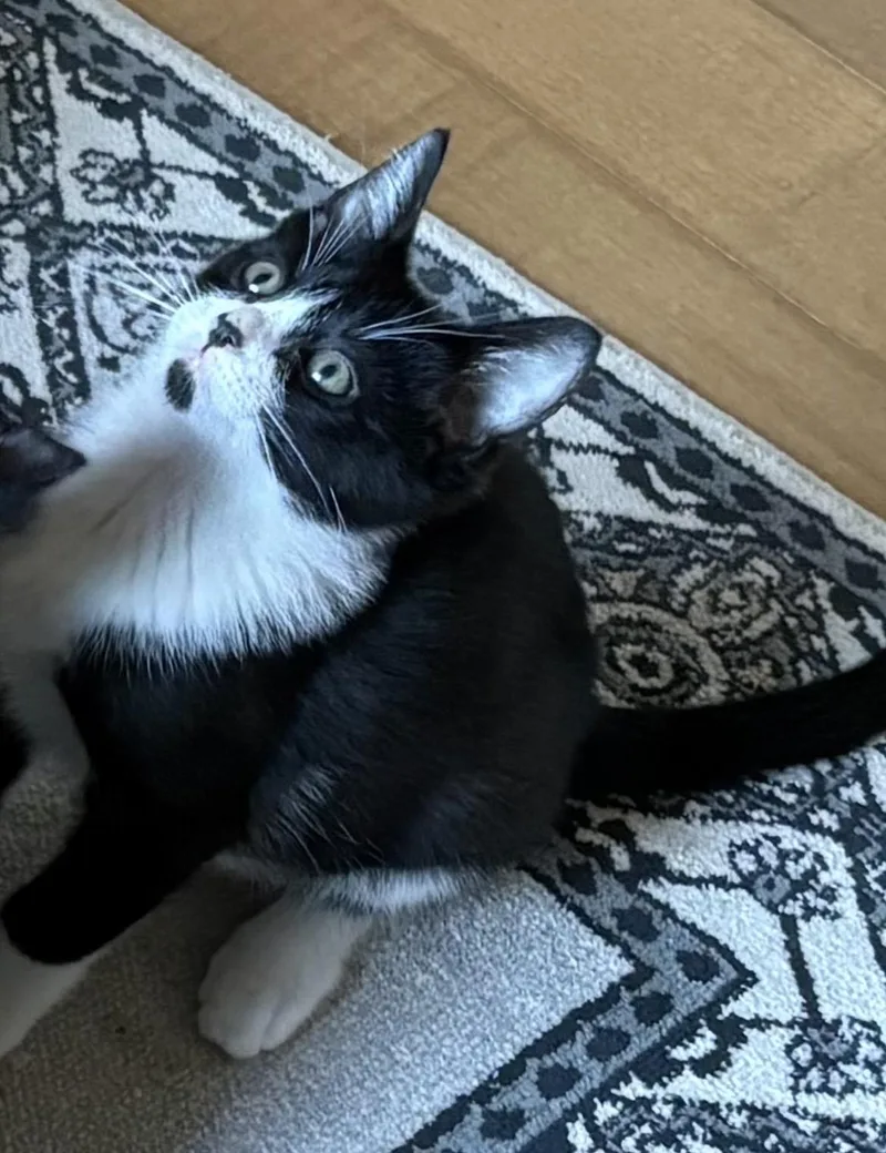 Pugsley Indoor Only thumbnail 2