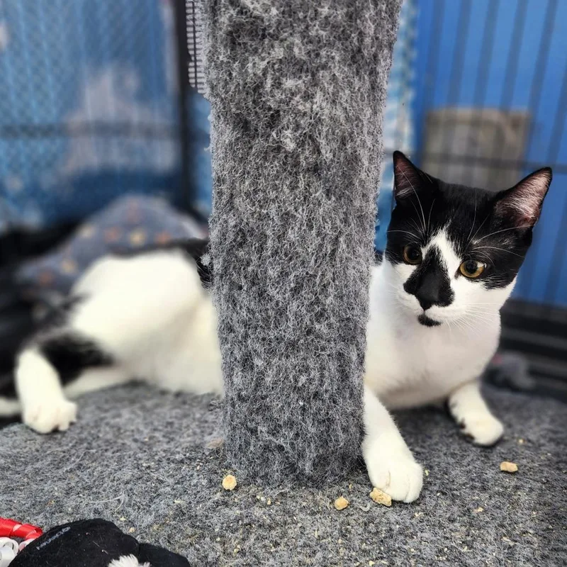 A young large-sized male Black Domestic Short Hair cat named Frodo  City of for adoption in Chino Hills, CA