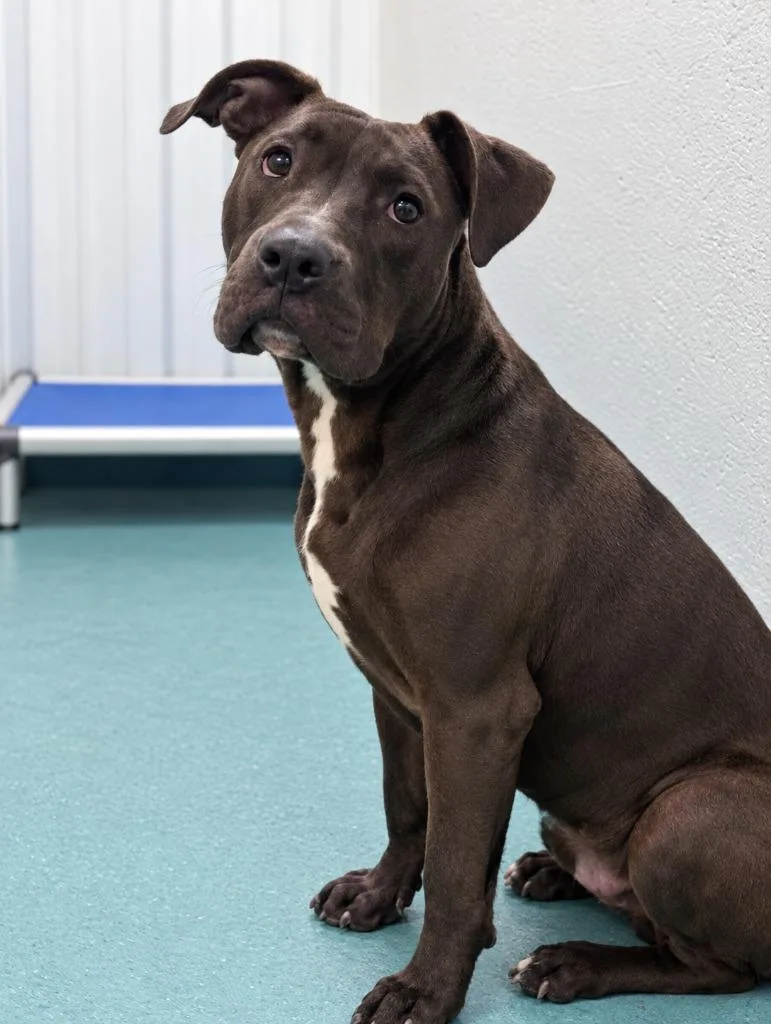 A young medium-sized male Pit Bull Terrier dog named Chico for adoption in Seven Points, TX
