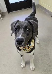 A young medium-sized female Pit Bull Terrier dog named Moxie for adoption in Bucyrus, OH
