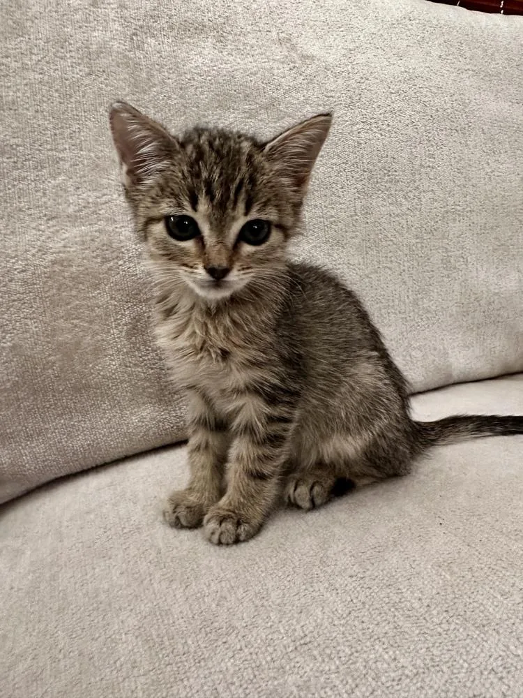A baby small-sized female Domestic Short Hair cat named Claire for adoption in Greensboro, NC