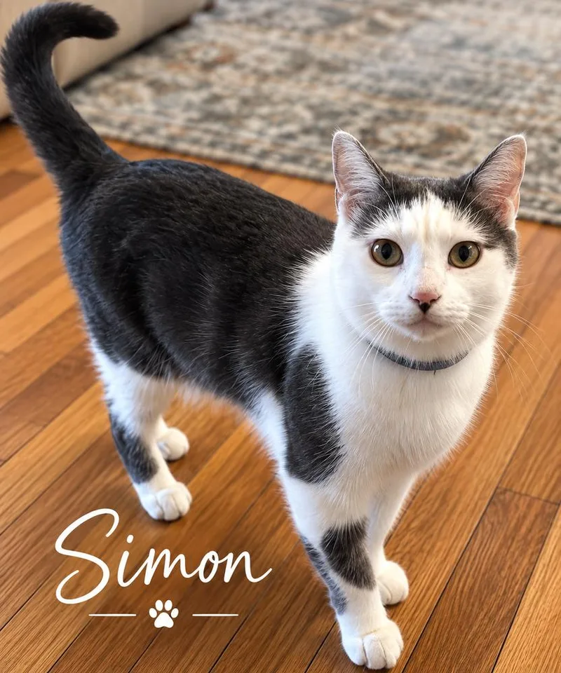 A young medium-sized male Black & White / Tuxedo Domestic Short Hair cat named Simon for adoption in Fern Park, FL