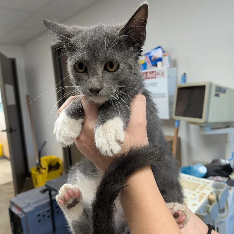 A baby small-sized male Domestic Short Hair cat named Han Solo for adoption in Cleveland, MS