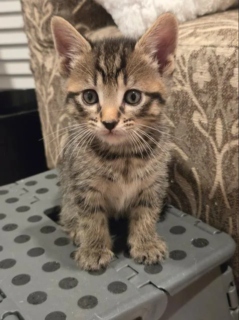 A baby small-sized male Domestic Short Hair cat named Ralphie for adoption in Oradell, NJ
