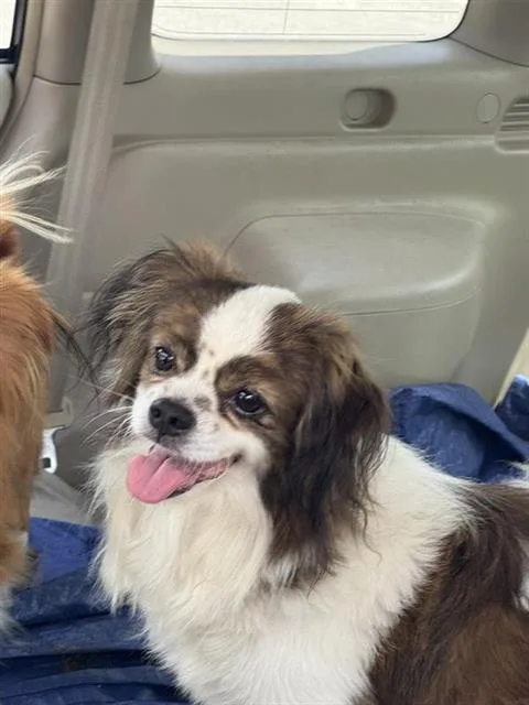 An adult small-sized male Chihuahua dog named Rocky for adoption in San Antonio, TX