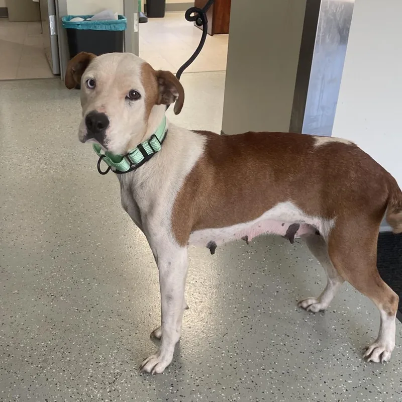 An adult medium-sized female White / Cream Terrier dog named Sally for adoption in Galax, VA
