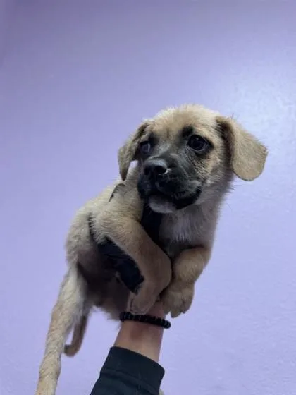 A baby small-sized male Yellow / Tan / Blond / Fawn Mixed Breed dog named 61246380 for adoption in El Paso, TX