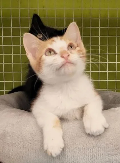 A baby small-sized male Orange / Red Domestic Short Hair cat named Megatron for adoption in Kansas City, MO