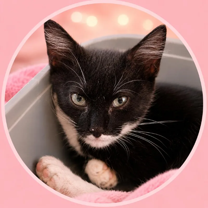A baby small-sized male Black Domestic Short Hair cat named Poe for adoption in Fresno, CA
