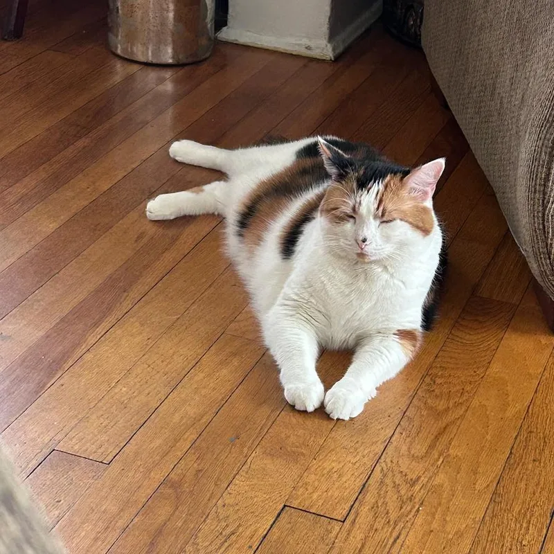 An adult small-sized female Calico Maine Coon cat named EllieMae for adoption in Oceanside, NY