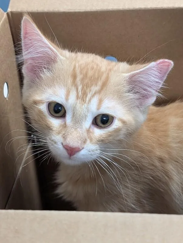 A young medium-sized male Orange / Red Domestic Short Hair cat named Mateo for adoption in Adrian, MI