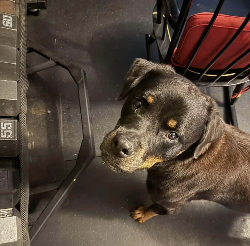 Memphis Slim thumbnail 4