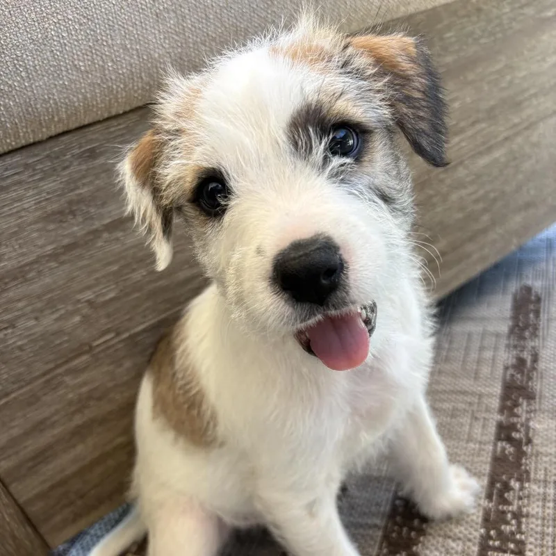 A baby medium-sized male White / Cream Wheaten Terrier dog named Butch for adoption in Escondido, CA