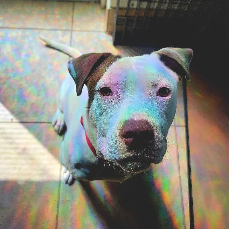 An adult medium-sized female White / Cream Mixed Breed dog named Haribo for adoption in Chattanooga, TN