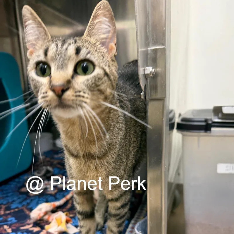A young medium-sized female Brown / Chocolate Domestic Short Hair cat named Star Fire for adoption in Oshkosh, WI