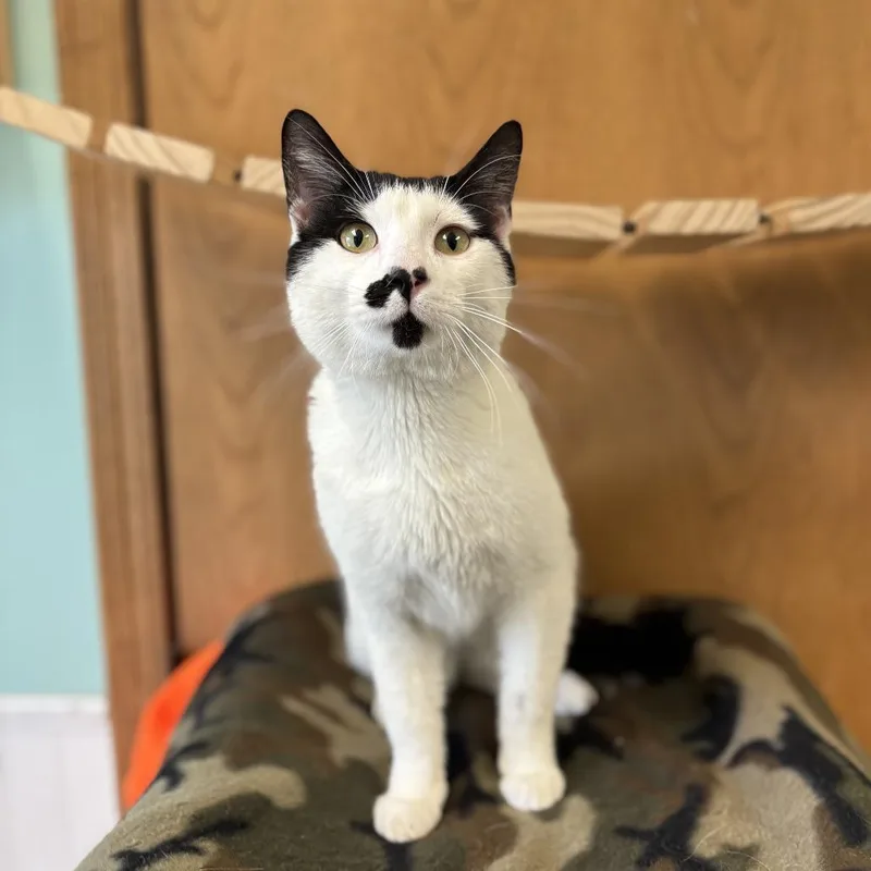 An adult medium-sized male Black Domestic Short Hair cat named James for adoption in Fargo, ND